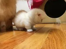 マンチカン【東京都・女の子・2016年8月18日・シェルカメオ】の写真3「むくむくで可愛い短足ちゃん。走ると、とても早いです！」