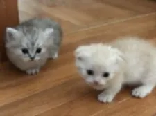 マンチカン(短足)【東京都・男の子・2018年4月2日・クリームカメオマッカレルタビー】の写真3