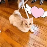 マンチカン(長足)【東京都・男の子・2024年4月17日・カメオマッカレルタビー&ホワイト】の写真4