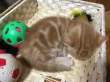 マンチカン【東京都・男の子・2016年2月29日・カメオタビー】の写真4「遊び疲れて寝てしまいました。」