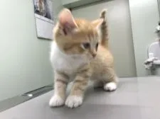 マンチカン(長足)【東京都・男の子・2022年5月17日・カメオマッカレルタビー&ホワイト】の写真4