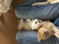 マンチカン(短足)【東京都・男の子・2019年5月26日・シェルカメオ】の写真4「小さい頃から懐っこい子でした。」