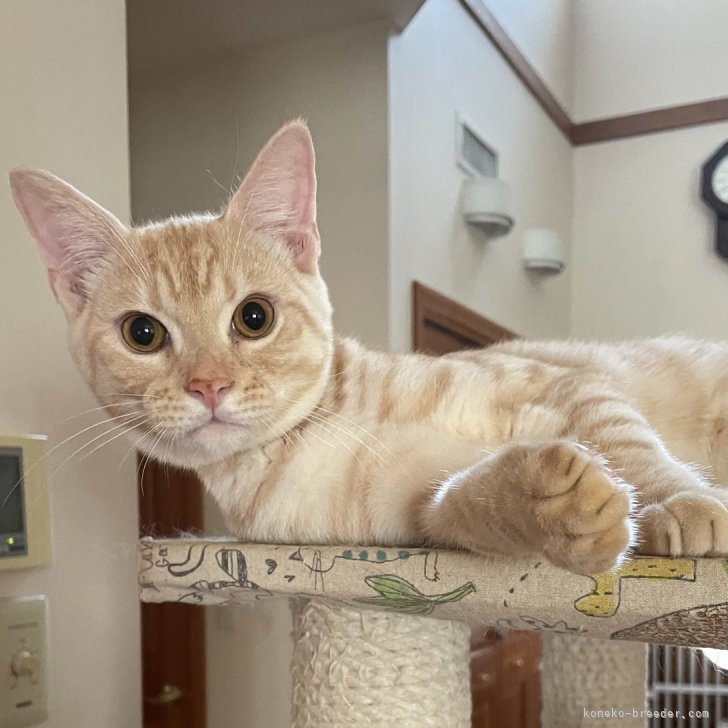 ブリーダー画像