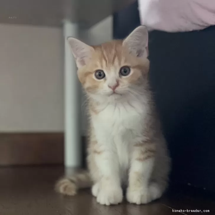 ID：2508-00162の子猫