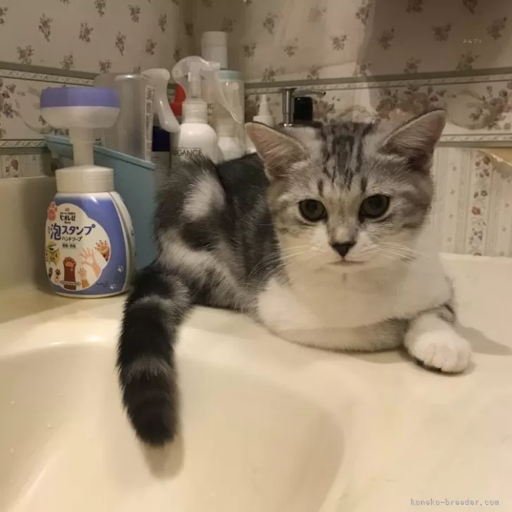 ID：2412-02654の子猫