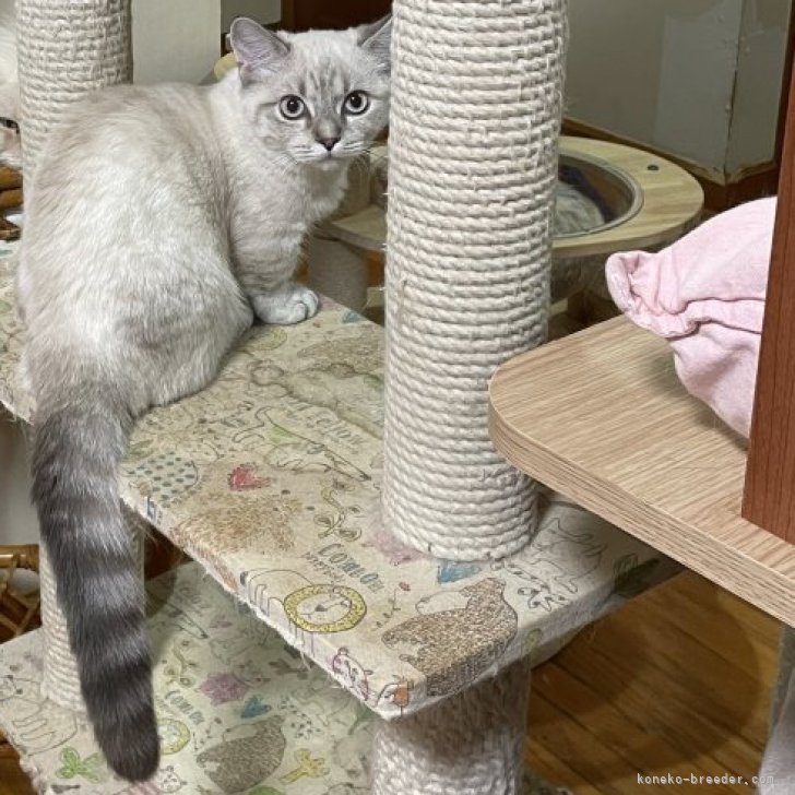 ブリーダー画像