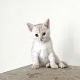 ジェネッタ