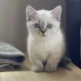 マンチカン(短足)