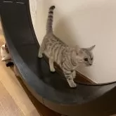ジェネッタ