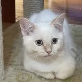 マンチカン(短足)