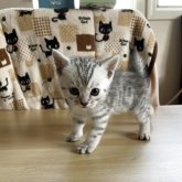 ジェネッタ