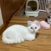 マンチカン(短足)