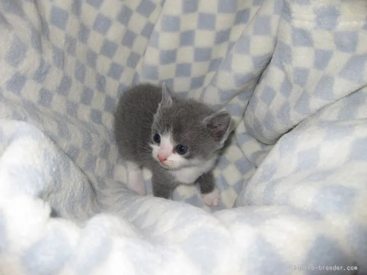 ID:1512-00069の子猫