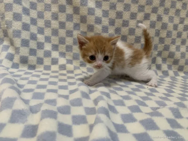 ID:2104-01640の子猫