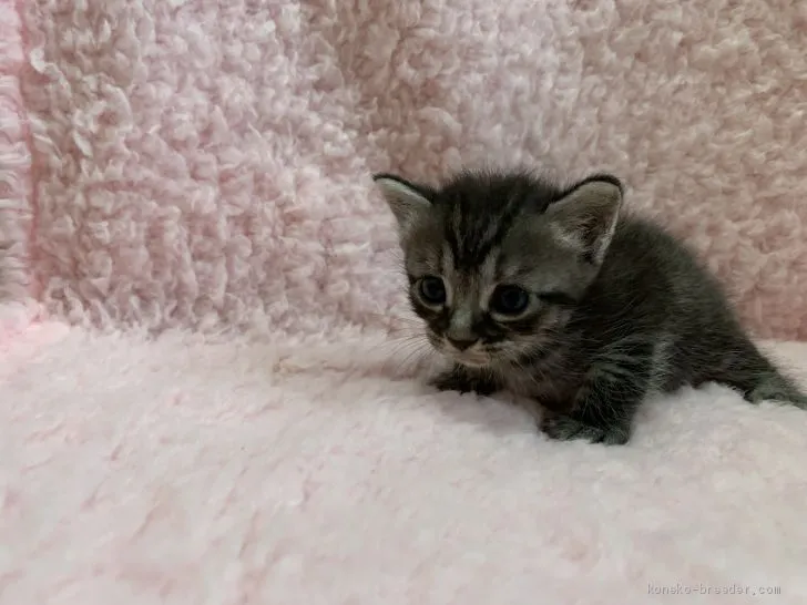 ID：2008-00037の子猫