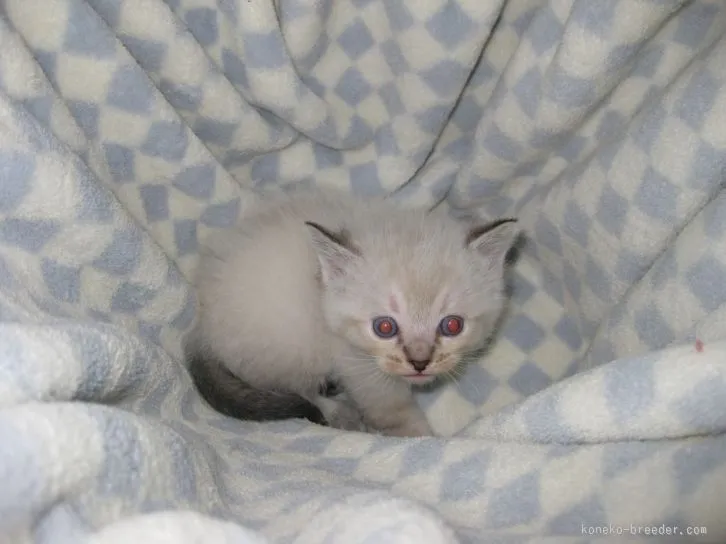 ぷよぷよ 様のお迎えした子猫