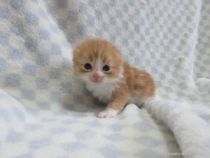 ID：2001-01198の子猫