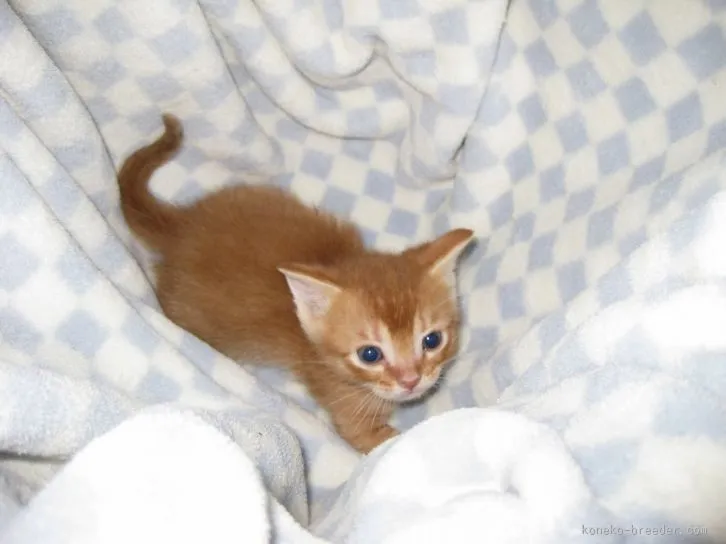 ID:1601-00296の子猫