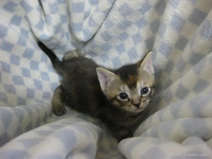 ID：1702-00291の子猫