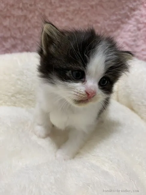 ID：2101-00621の子猫