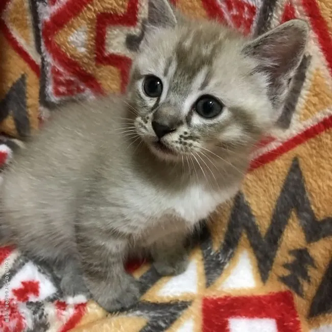 ID:1805-00600の子猫