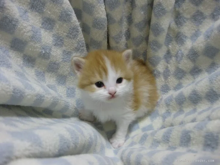 ID：1702-00779の子猫