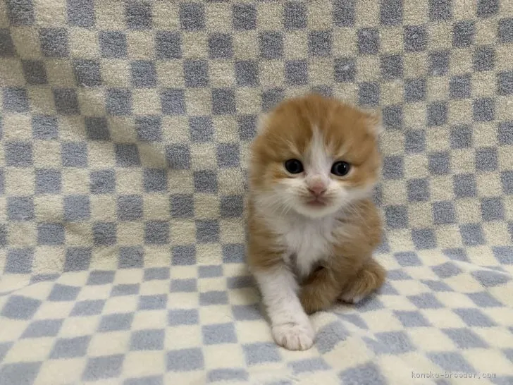 ID:2102-01130の子猫
