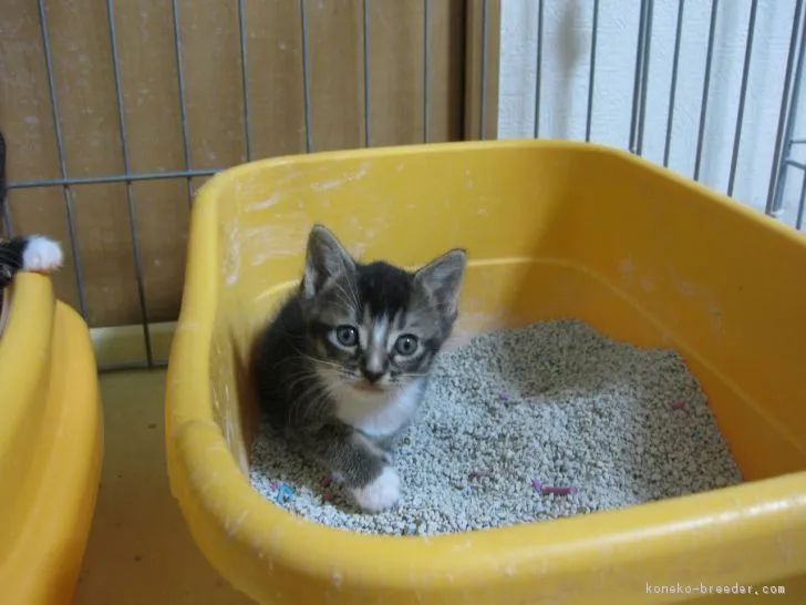 ID:1611-00926の子猫