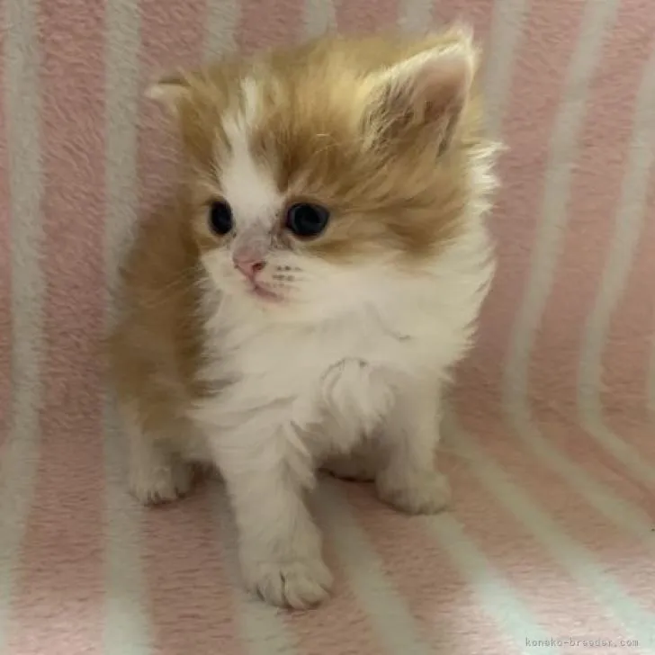 ID:2302-00134の子猫