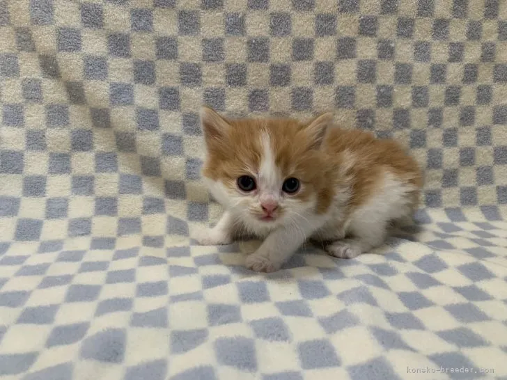 ID:2104-01638の子猫