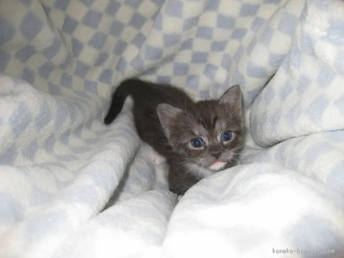 わさび 様のお迎えした子猫