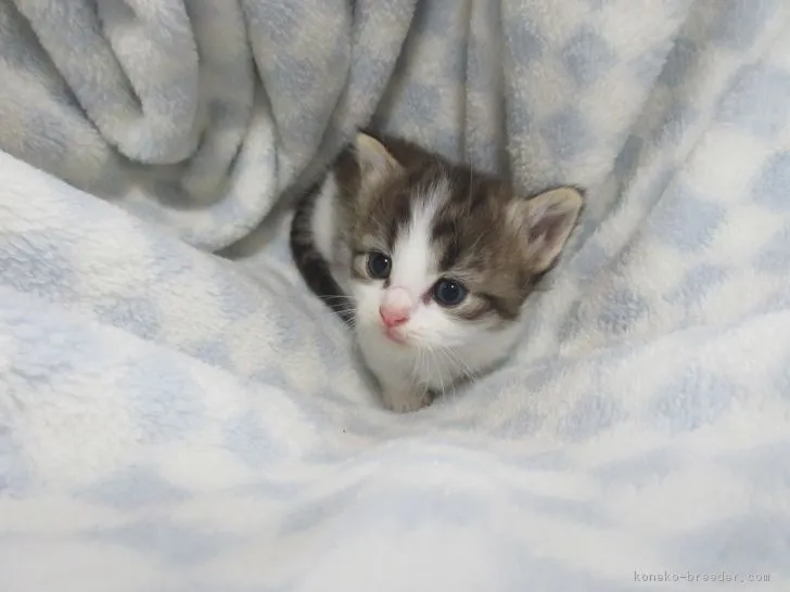 ID：1806-01076の子猫