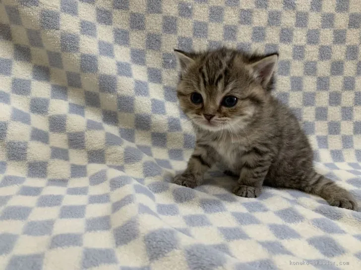 ID：2103-00211の子猫