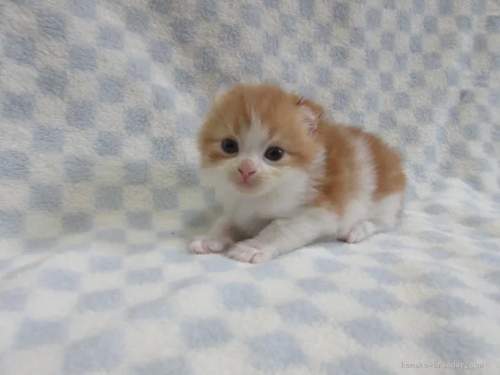 ID：2001-01197の子猫