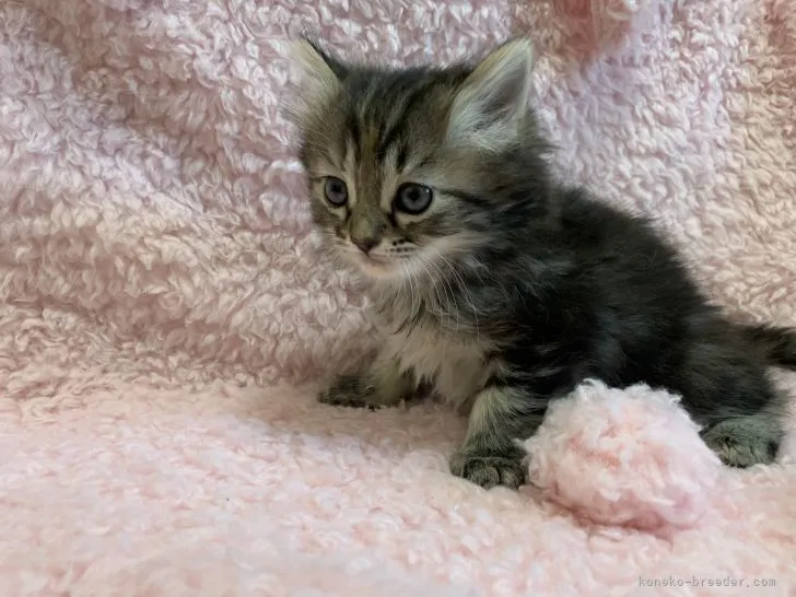 ID：2111-01866の子猫