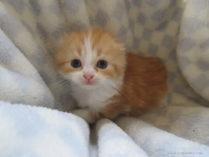 ID:1906-00356の子猫