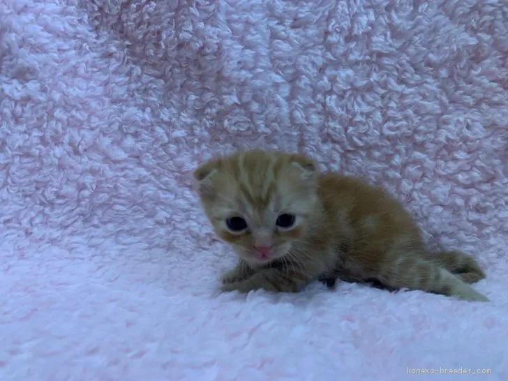 ID：2007-02031の子猫