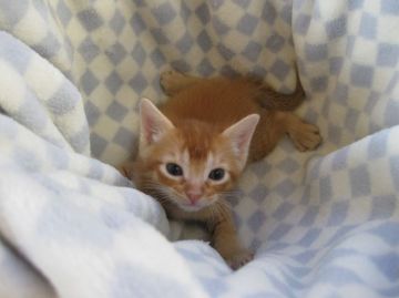 マンチカン【東京都・男の子・2016年6月30日・レッドタビー】の写真「長足の男の子です。」