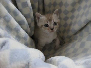 マンチカン【東京都・男の子・2016年8月28日・ブルーリンクスポイント】の写真「長足の男の子です♪」