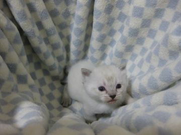 マンチカン【東京都・男の子・2017年2月18日・シールリンクスポイント】の写真「長足の男の子です♪」