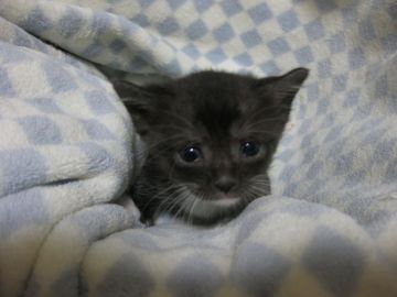 マンチカン【東京都・男の子・2016年11月1日・ブラック&ホワイト】の写真「長足の男の子です♪」