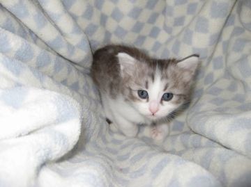 マンチカン【東京都・女の子・2016年4月29日・シルバータビー&ホワイト】の写真「長足の女の子です♪」