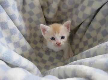 マンチカン【東京都・男の子・2016年4月22日・クリーム&ホワイト】の写真「長足の男の子です♪」