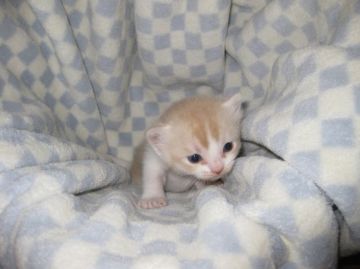 マンチカン【東京都・男の子・2016年4月9日・クリームタビー&ホワイト】の写真「長足の男の子です♪」