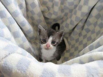 マンチカン【東京都・女の子・2016年4月22日・ブラック&ホワイト】の写真「ハチワレの長足ちゃんです♪」