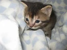 マンチカン【東京都・女の子・2014年12月24日・ブラウンパッチドタビー 長足です♪】の写真1