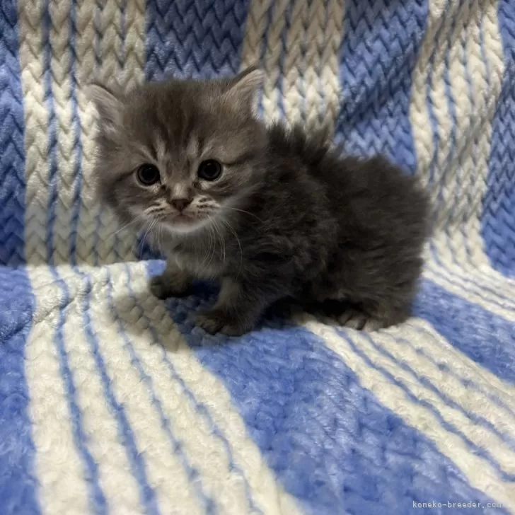 ID：2501-02273の子猫