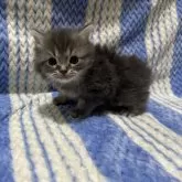 マンチカン(長足)【東京都・男の子・2024年12月27日・ブルーティックドタビー】の写真1