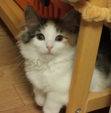 ID：1209-00038の子猫