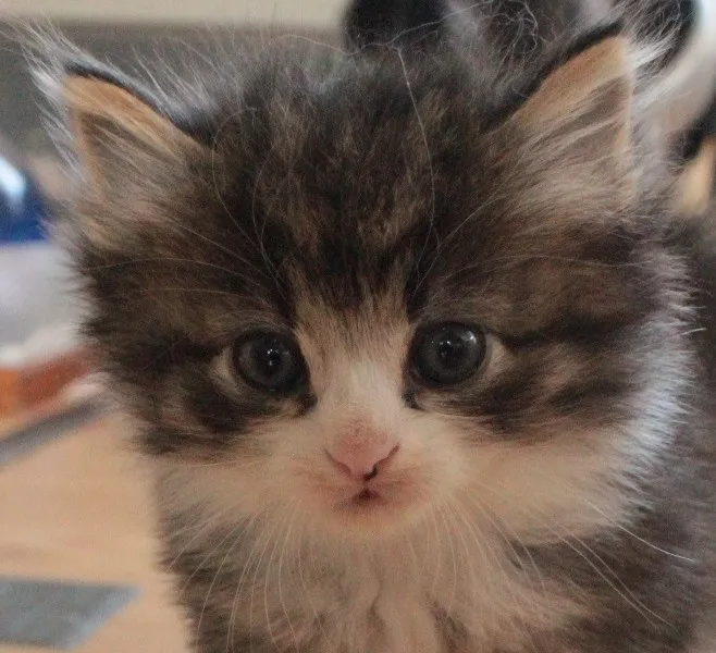 ぽち 様のお迎えした子猫